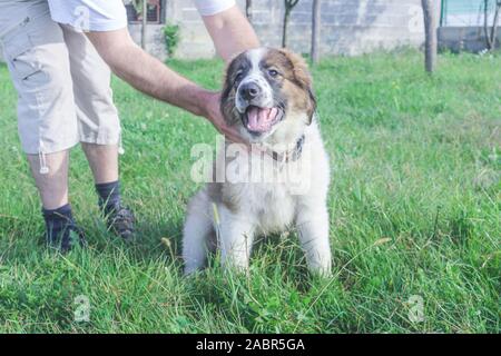 Tornjak da Vlasic, cucciolo, custode del bestiame cane, LGD, bosniaco cane Foto Stock