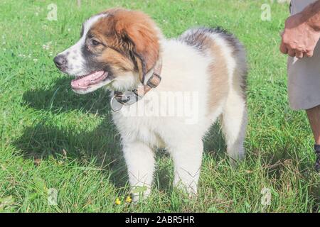 Tornjak da Vlasic, cucciolo, custode del bestiame cane, LGD, bosniaco cane Foto Stock