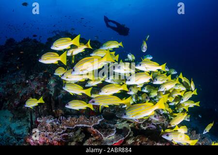 I subacquei in un colorato e tropicale di barriera corallina in Thailandia