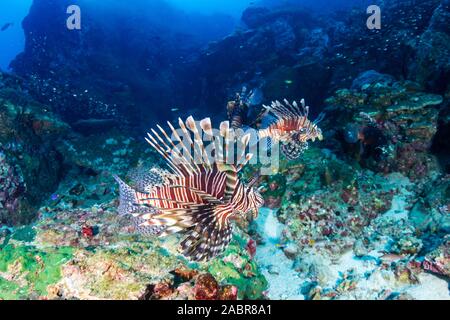 Leone su una buia, oscura tropical Coral reef Foto Stock