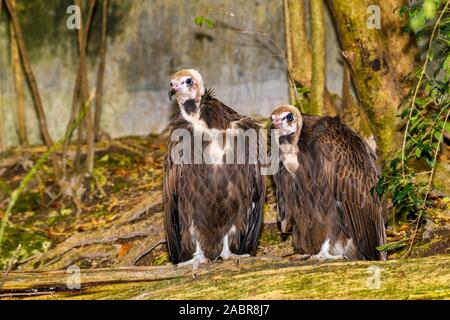 Coppia di avvoltoi con cappuccio (Necrosyrtes monachus) arroccato su di un registro Foto Stock