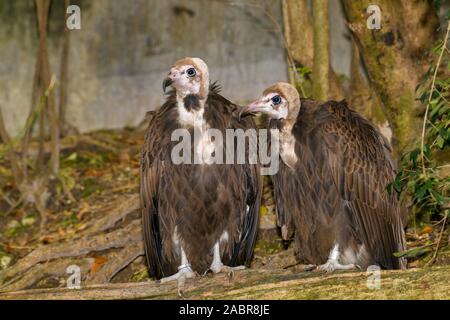 Coppia di avvoltoi con cappuccio (Necrosyrtes monachus) arroccato su di un registro Foto Stock