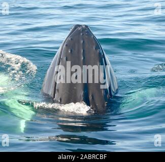 Close-up di un Humpback Whale calf bloccata la sua testa sopra superficie dell'oceano. (Megaptera novaeangliae) Foto Stock