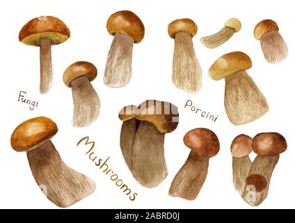 Serie di acquerelli di funghi porcini isolati su sfondo bianco. Disegnata a mano illustrazione di prodotti commestibili fungo porcino. Estate, Autunno foresta la mietitura Foto Stock