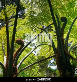 Due nuove fronde di felce, chiamato koru, iniziando a distendere in nuove foglie di felce, Nuova Zelanda. Foto Stock