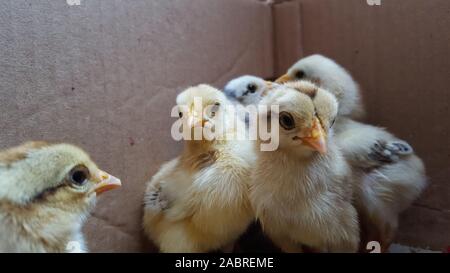 Carino piccolo polli da tavola mangia grano, close-up. Neonato bambino giallo pulcini brood in una scatola di legno Foto Stock