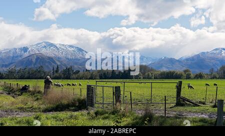 Pecore al pascolo all'aperto in un campo Verde contro montagne innevate Foto Stock