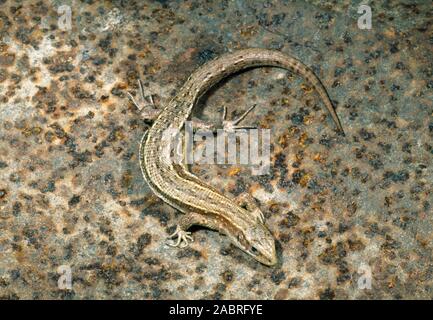 Comune o lucertola vivipara Zootoca (Lacerta vivipara). Di recente o gravido femmine gravide. Mostra condizione corpo dopo il parto. Foto Stock