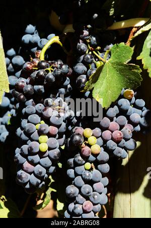 Ponte traballanti Winery di Franschhoek, Sud Africa. Foto Stock