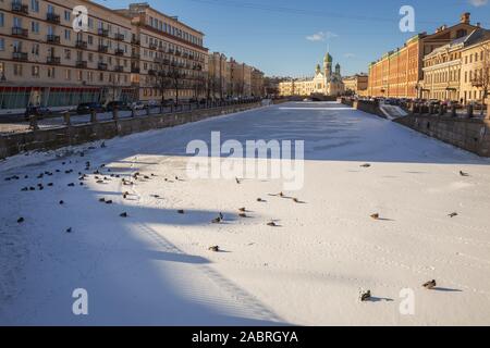 Inverno gelido giorno di San Pietroburgo. Fame anatre svernano in città a piedi sul ghiaccio di frozen Griboedov Canal. Sullo sfondo la chiesa di San Isi Foto Stock