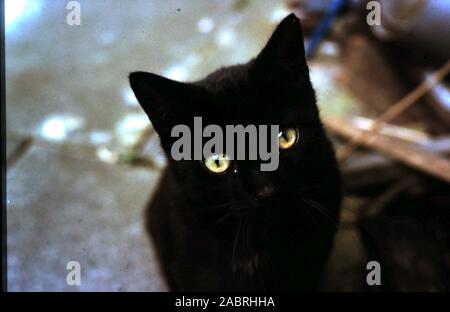 Più carino gattino nel mondo! - Risalente alla fine degli anni sessanta primi anni settanta Foto Stock