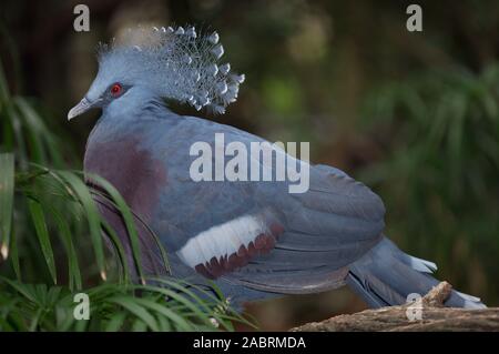 Il PIGEON GOURA SCHEEPMAKERI di SCHEEPMAKER è INCORONATO nidificante. Nativo della Nuova Guinea. Terra terrestre che vive alla luce del giorno. Perch in alberi di notte. Foto Stock