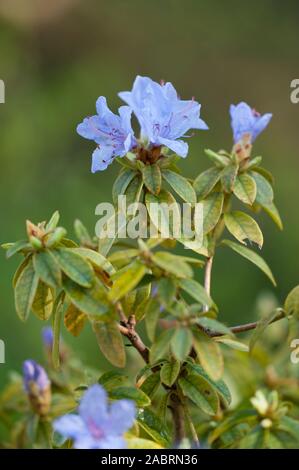 Rhododendron impeditum,Veilchenblauer rododendri,rododendro nano Foto Stock