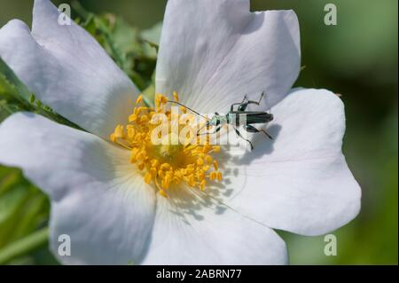 Rosa corymbifera,Hecken-Rose,Canneto Rosa Canina Foto Stock