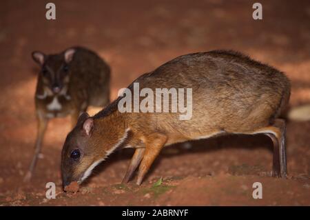 CERVI MALAY DI TOPO MINORE o MALESE CHEVROTAINS Tragulus javanicus. Animale anteriore maschio. Prigioniero. Foto Stock