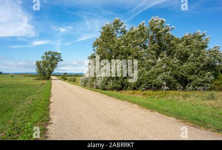 Idilliaco paesaggio rurale attorno a Illmitz in una zona denominata Burgenland in Austria Foto Stock