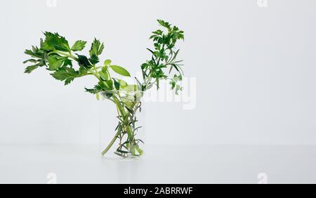 Alternativa medicina di erbe, ricerca scientifica concept Foto Stock