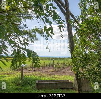 Idilliaco paesaggio rurale attorno a Illmitz in una zona denominata Burgenland in Austria Foto Stock