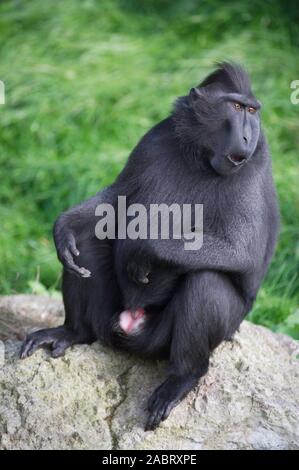 SULAWESI CRESTED nero maschio macaco Macaca nigra minacciate di estinzione. Foto Stock
