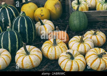 Cucurbita. Varietà di zucca e Squash in autunno. Vintage filtro applicato Foto Stock