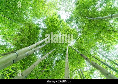 Bassa angolazione della foresta di bamboo Foto Stock