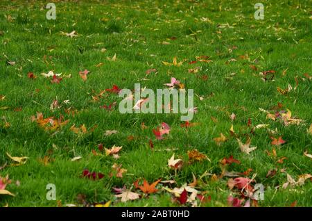 Alto e lungo verde erba di un prato è visto con qualche caduta foglie di autunno all'aperto a Londra, Inghilterra, Regno Unito su un giorno verso la fine di novembre 2019. Foto Stock