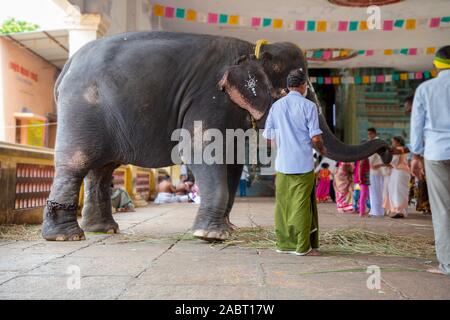 L'elefante nella parte anteriore del tempio indiano interno Foto Stock