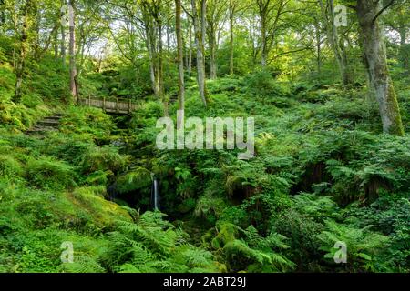 Heber's Ghyll (scenic verdi boschi in ripido orrido roccioso, flusso che scorre verso il basso e il percorso che conduce al ponte di legno) - Ilkley, West Yorkshire, Inghilterra, Regno Unito. Foto Stock
