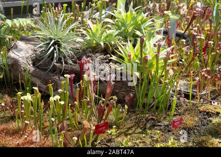 Una mostra di piante carnivore, insetto-eating; Royal Botanic Garden Sydney, Sydney Australia. Foto Stock