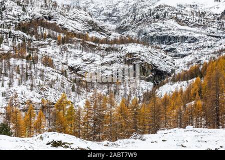 Rock Mountains e la foresta di pini coperti di neve, alberi cambiano colore da arancione in inverno del Furi, Zermatt, Svizzera. Foto Stock