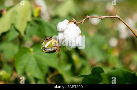 Il colore verde il cotone Boll su piante di cotone Foto Stock