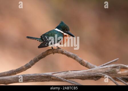 Un maschio verde Kingfisher (Chloroceryle americana) da Pantanal del Brasile Foto Stock