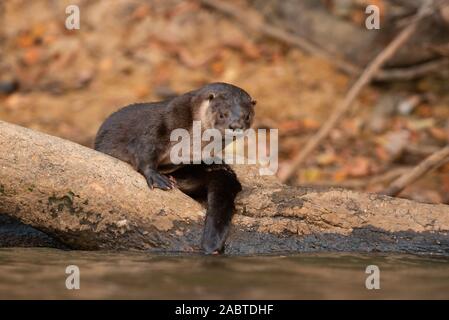 Un Neotropical Otter (Lontra longicaudis) da South Pantanal, Brasile Foto Stock