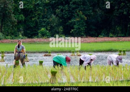 Gli agricoltori femmina trapiantare i germogli di riso nelle risaie. Kep. Cambogia. Foto Stock
