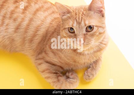 Lo zenzero gatto dorme sul tavolo, spazio di copia Foto Stock