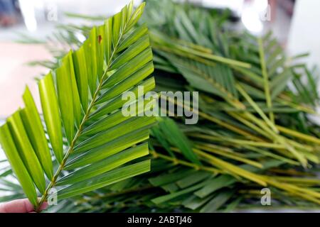 Domenica delle Palme. Il ramo di palma è associato con Gesù ingresso trionfale. Hoi An Cattedrale. Il Vietnam. Foto Stock