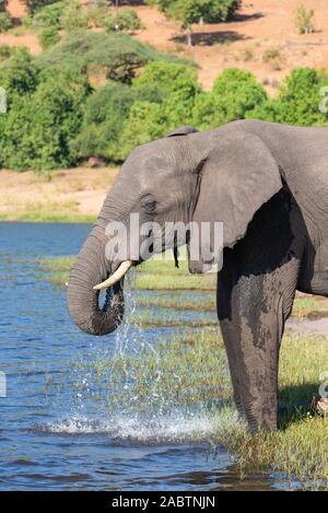 Ritratto di un elefante africano di bere acqua dal fiume Chobe