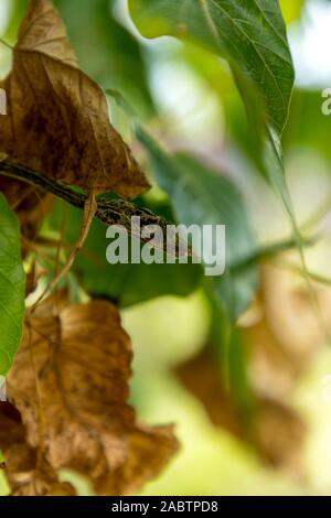 Morto verde secco vitigno asiatici snake Foto Stock