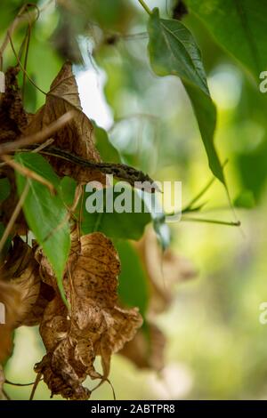 Morto verde secco vitigno asiatici snake Foto Stock
