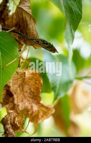 Morto verde secco vitigno asiatici snake Foto Stock
