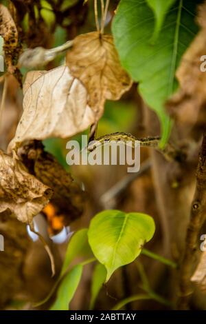Morto verde secco vitigno asiatici snake Foto Stock