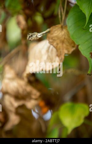 Morto verde secco vitigno asiatici snake Foto Stock