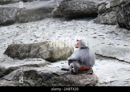 Ritratto di un babbuino seduto su di una roccia. Hairy scimmia adulta con argento capelli grigi. Foto Stock