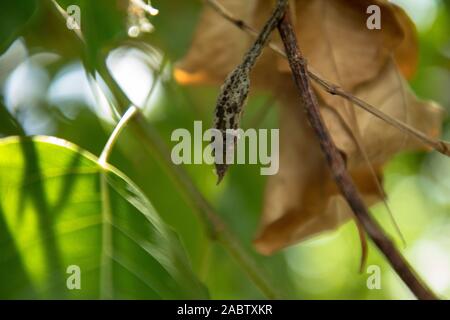 Morto verde secco vitigno asiatici snake Foto Stock