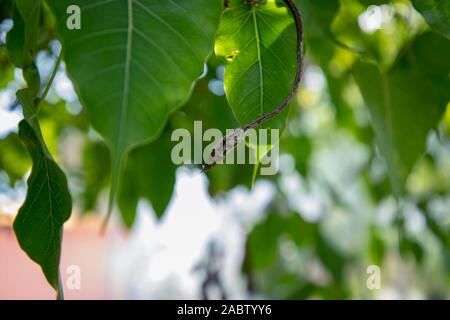 Morto verde secco vitigno asiatici snake Foto Stock