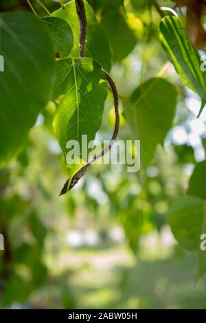 Morto verde secco vitigno asiatici snake Foto Stock