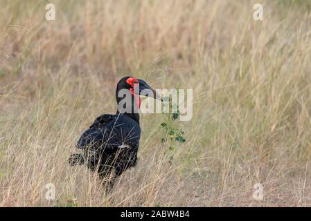 Ritratto di una bellissima terra meridionale hornbill in Botswana Foto Stock