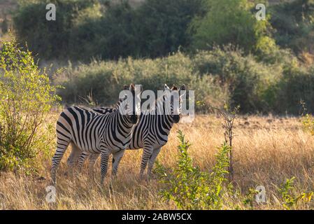 Due zebre nella savana africana Foto Stock
