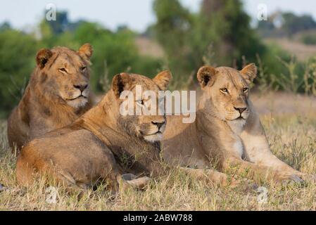 Una famiglia di tre leoni rilassante in erba della savana africana Foto Stock