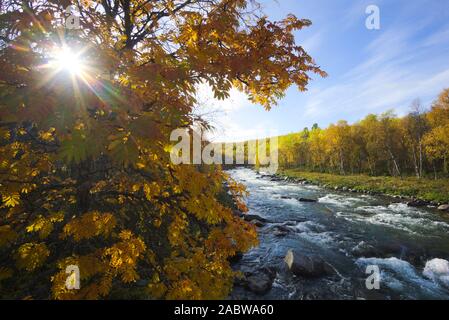 Sole attraverso gli alberi in un fiume in autunno, Svezia Foto Stock